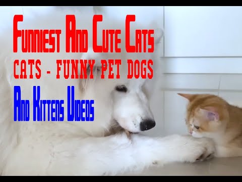 Funniest And Cute Cats 😻 Cats   Funny Pet Dogs And Kittens Videos