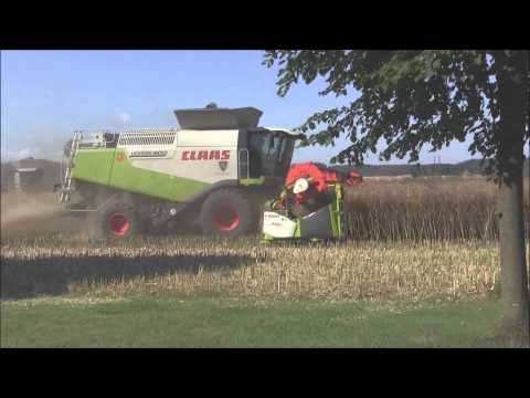 LEXION 600 x 3 on Skabernäs 2