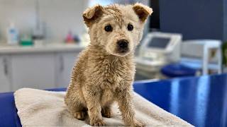 Abandoned Puppy Was Struggling To Survive Alone