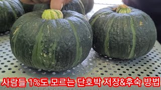 1%도 모르는 단호박 저장&후숙 보관방법 수확시기 미니 단호박 보우짱