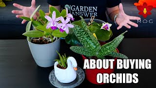 Where we buy Orchids from & How much do they cost? + About 