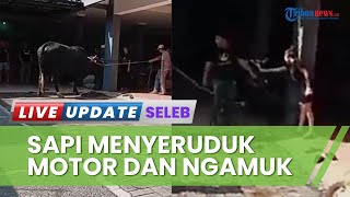 Detik-detik Sapi Kurban Ayu Ting Ting Ngamuk, Baru Tenang saat Diusap Kepalanya & Dilantunkan Takbir
