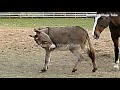 Horse Donkey Meeting 2020 Donkey Horse Friendship