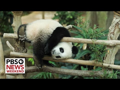 The tough decision of which species to save from extinction