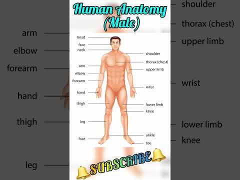 Human body parts || Human male anatomy || All body parts name