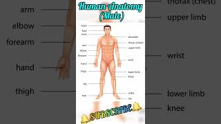 Human body parts || Human male anatomy || All body parts name