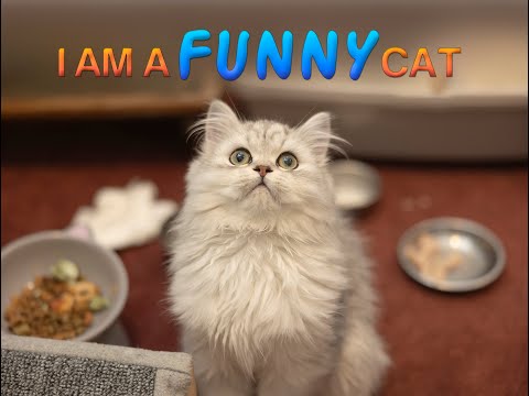 I am Funny Cat