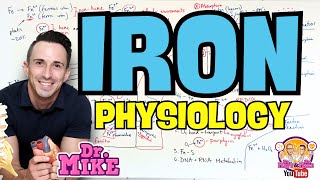 Iron Physiology | Diet, Absorption, Storage, and Function