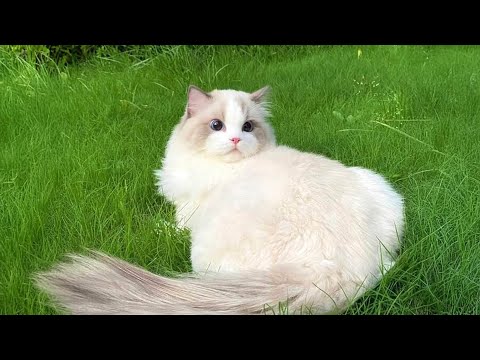 EXTREMELY Soothing Cat Therapy Music - Cat Music&Peaceful Music, Stress Relief, Deep Sleep Instantly