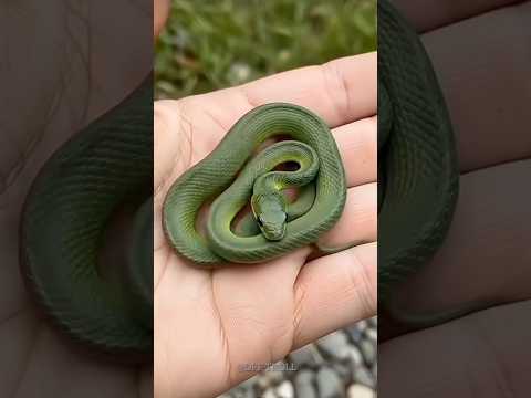 Animal Transformation!