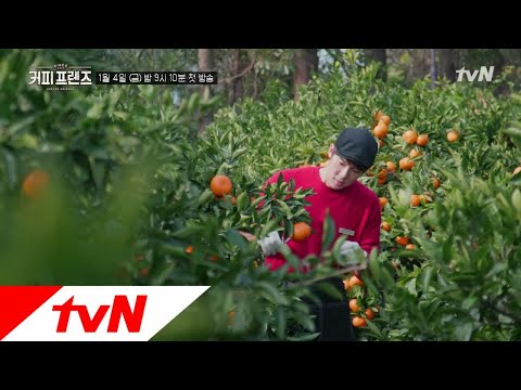 COFFEE FRIENDS 어서옵서예~ 제주 귤밭 브런치 카페 '커피 프렌즈'입니다! 190104 EP.1