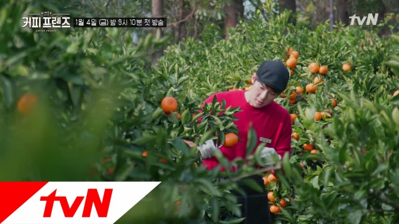 COFFEE FRIENDS 어서옵서예~ 제주 귤밭 브런치 카페 '커피 프렌즈'입니다! 190104 EP.1