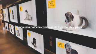 Pedigree: Dog Channel