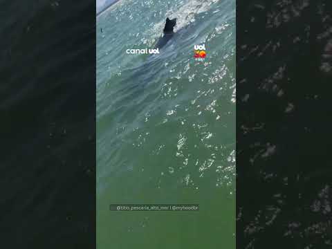 Baleia-jubarte se aproxima de embarcação e impressiona em Guarapari (ES)
