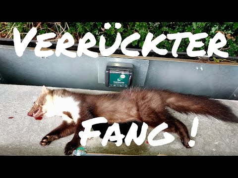 Fang mit Hindernissen - erstes Raubwild der Fallenjagd Saison