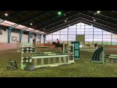 SOLD 6 y/o Hunter/EQ gelding by Spartacus x Polytraum jumping