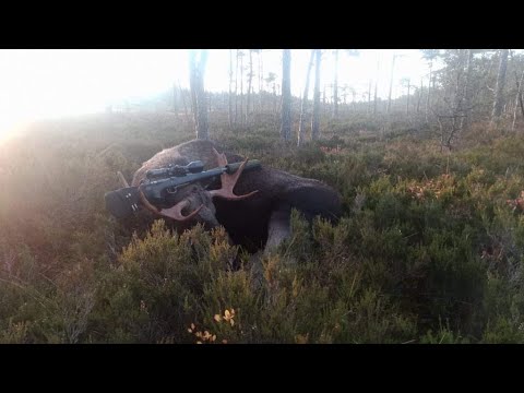 Älgjakt Lindfors 2021