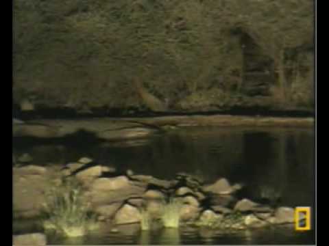 Wild Dogs Make A Kill Off Camera?  Pete's Pond  September 6, 2009