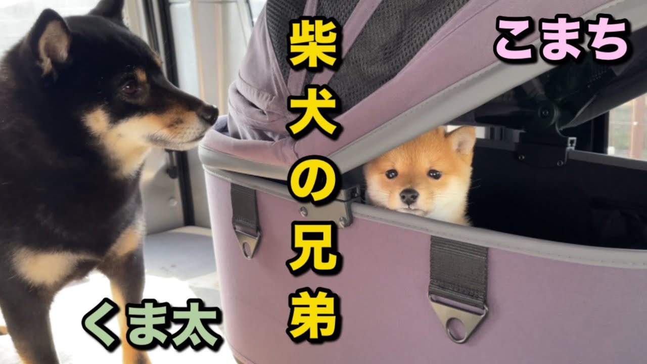 出会って1週間以上経った　柴犬の兄弟の様子と　こまち初めてのドッグラン見学