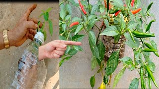 Easy way to grow chili plants in beautiful hanging plastic bottles at home