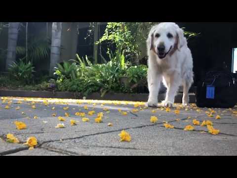 Tipuana Tipu July Flower Carpet