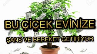 ZENGİN OLMAK İSTER MİSİNİZ? BU ÇİÇEK EVİNİZE MIKNATIS GİBİ PARA ÇEKİYOR!!!