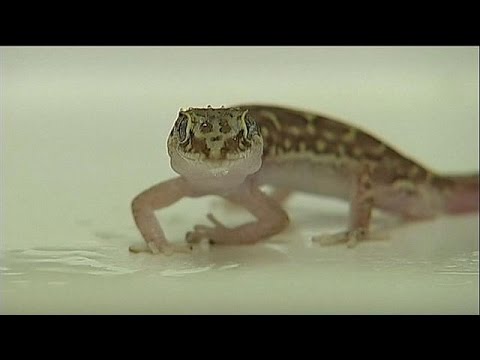 Vízhatlan kabátra vágyik? - kérjen tanácsot a gekkótól! - science