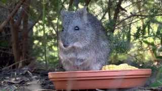 preview picture of video 'Potoroo Daniel at Potoroo Palace.m4v'