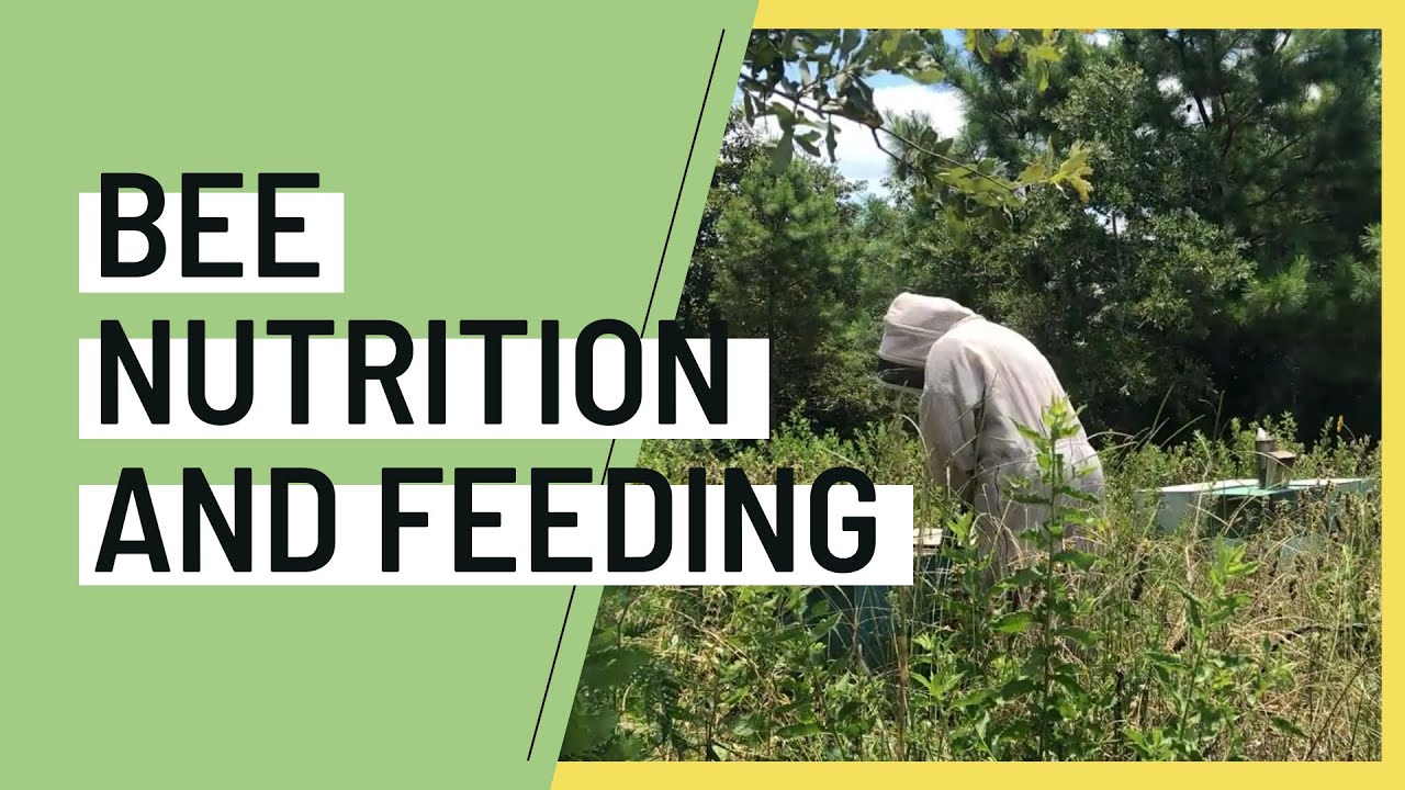 Honey Bee Nutrition & Feeding w/ Prime Bees Apiary