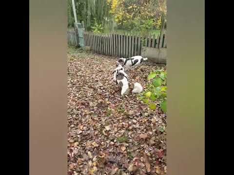 Merkel, an adoptable Mixed Breed in Vancouver, BC_image-1