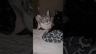 Gatos carinhosos #cat #catlover #gatos #cats #miaumiau