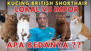 Download lagu INDONESIAN BRITISH SHORTHAIR CATS CAN COMPETE WITH IMPORTS ❓❓ mp3