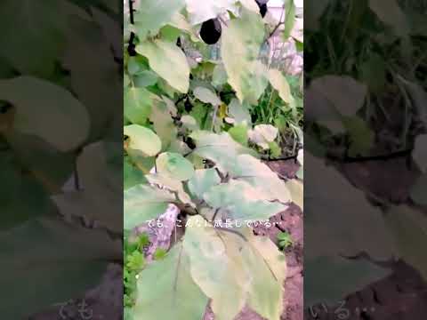 キョウチクトウの成長を促進し、健康を維持できる肥料は何ですか?  庭園