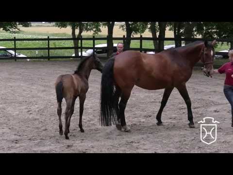 HEI229 Stutfohlen von Colman - Quinar - Landgraf I