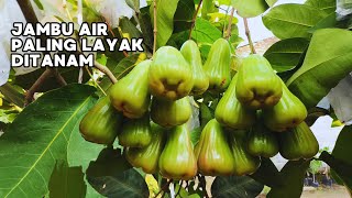 Download lagu 8TH PICK OF GREEN GIANT WATER APPLE IS STILL SUPER‼️#waterapples #greengiantwaterapples mp3 Download lagu 8TH PICK OF GREEN GIANT WATER APPLE IS STILL SUPER‼️#waterapples #greengiantwaterapples mp3