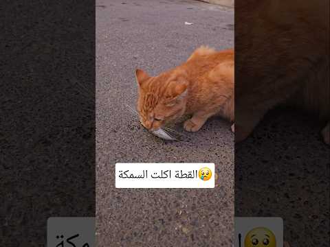 حياة وسارة خلوني انقذ السمكة😱#shorts #trending #funny