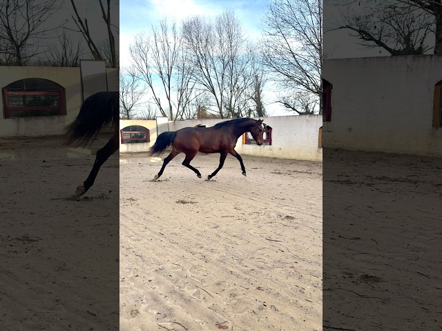 Merrie CDF - Frans dressuurpaard Te koop 2021 Donker bruin / bai