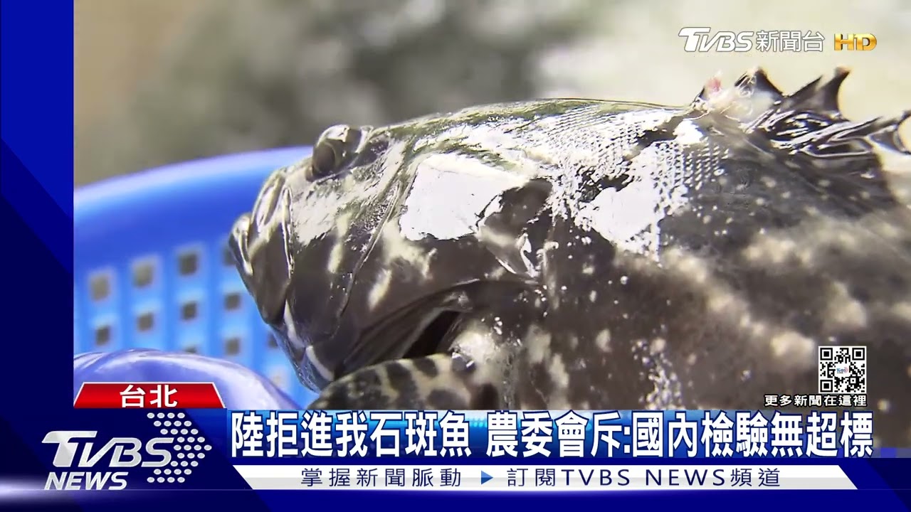陸突禁我石斑魚！　陳吉仲痛批：違國際規範