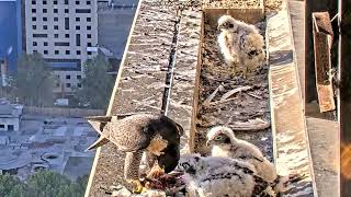 367 Collins Falcons Melbourne Australia - tata z dostawą, mama  karmi 🐥🐥🐥2025 10 30