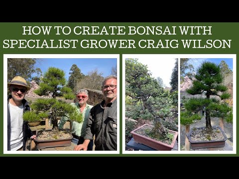 How to create Bonsai with specialist grower Craig Wilson.