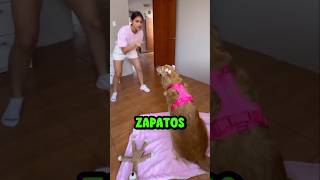 Imagina que vas a la ESCUELA y tu perrito te rompió tus zapatos ¿Cual de estos escogerias?😱