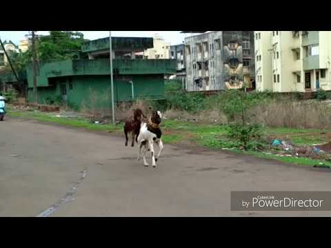 2 action heroes dom / nobi malwa and shirohi goats for sale contact : 9284470748