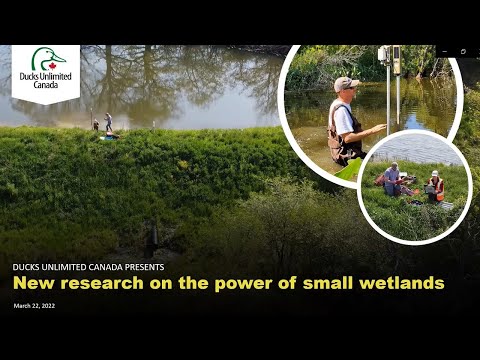 Wetland Restoration vs Water Quality: The Delicate Balance | Vibepedia