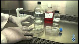 Cell Culture 101  1