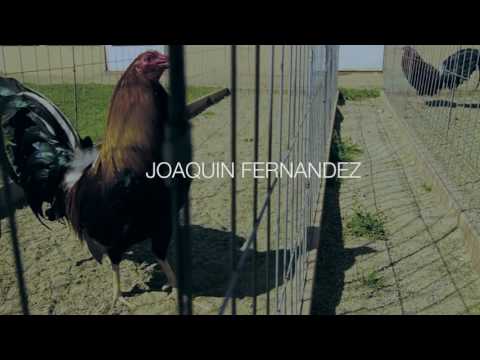 Joaquin Fernandez - El De Los Gallos Negros (Video Oficial) (2017) "EXCLUSIVO"