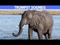 How Do Elephants Make Trumpet Sounds Quesiton Quickies