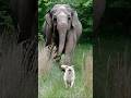 Tarra Bella A Friendship That Defied Nature Shorts