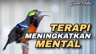 Download lagu TERAPI KONIN GACOR FULL ISIAN MEWAH COCOK UNTUK MENAIKKAN EMOSI KOLIBRI NINJA BAHAN IJOAN - TROTOL mp3 Download lagu TERAPI KONIN GACOR FULL ISIAN MEWAH COCOK UNTUK MENAIKKAN EMOSI KOLIBRI NINJA BAHAN IJOAN - TROTOL mp3