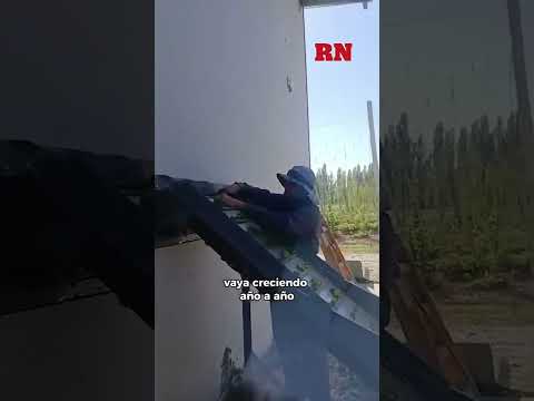 Rubén Viana, el productor de lúpulo de Río Negro protagonista del video que subió Sturzenegger