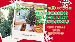 It's Beginning to Look a Lot Like Christmas ~クリスマスツリーショッピング~